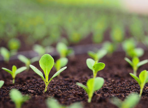 奥昆冷冻烘焙半成品